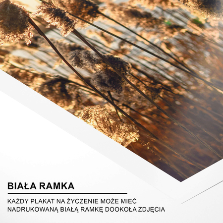 Plakat Trzcina W Promieniach Słońca