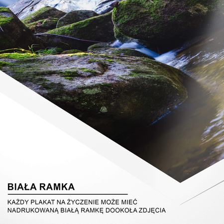 Zestaw Plakatów W Środku Lasu