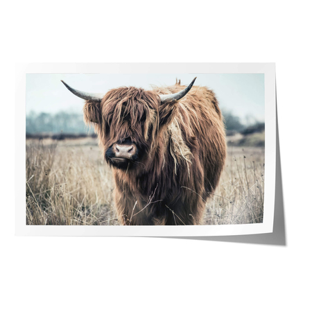 Plakat Krowa Szkocka