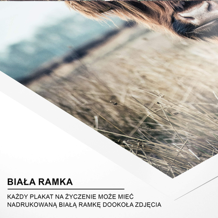 Plakat Krowa Szkocka