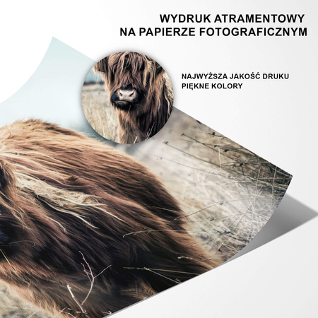 Plakat Krowa Szkocka