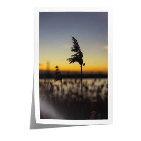 Plakat Pojedyncza Trzcina