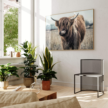 Plakat Krowa Szkocka