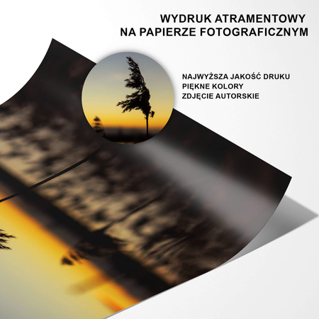 Plakat Pojedyncza Trzcina