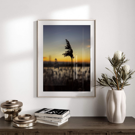 Plakat Pojedyncza Trzcina