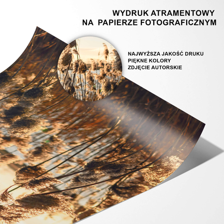 Plakat Trzcina W Promieniach Słońca