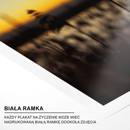 Plakat Pojedyncza Trzcina