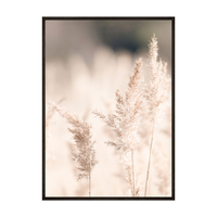 Plakat Trawa Trzcinowa