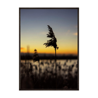 Plakat Pojedyncza Trzcina